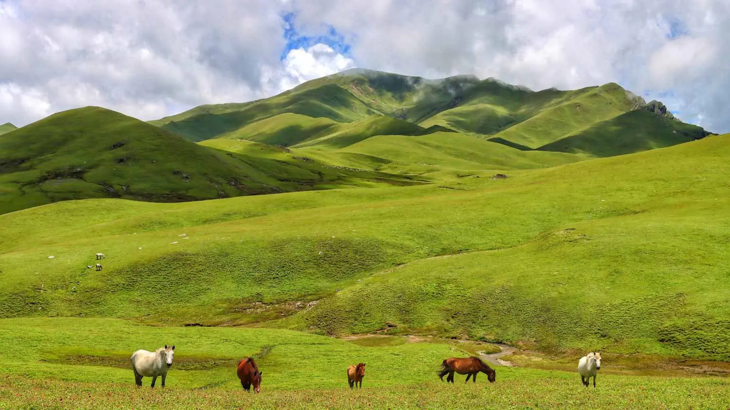 Horses grazing on the green highland meadows below Badimalika