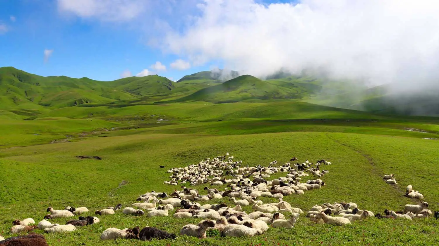 A flock of sheep resting on the green patans below Badimalika, clouds rolling in